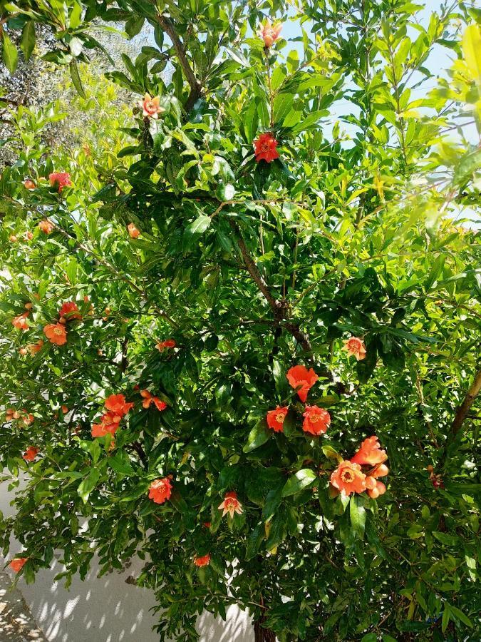 Green Leaves Nea Iraklitsa 外观 照片